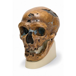 Replica Mensenschedel (Neanderthal)
