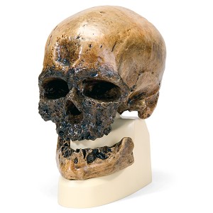 Replica Mensenschedel (Crô-Magnon)