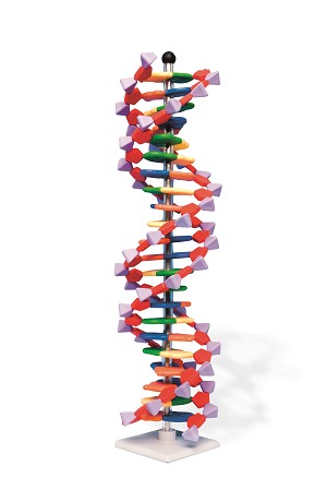 DNA dubbelhelix model, 22-delig