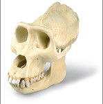 Gorillaschedel (Gorilla gorilla), Man